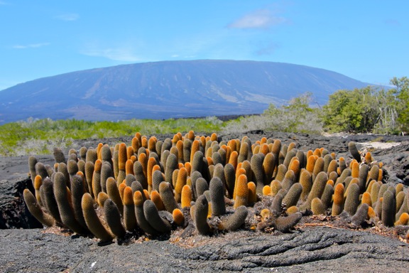 galapagos cactus GALAPAGOS ISLANDS DAY 2  Photo Gallery